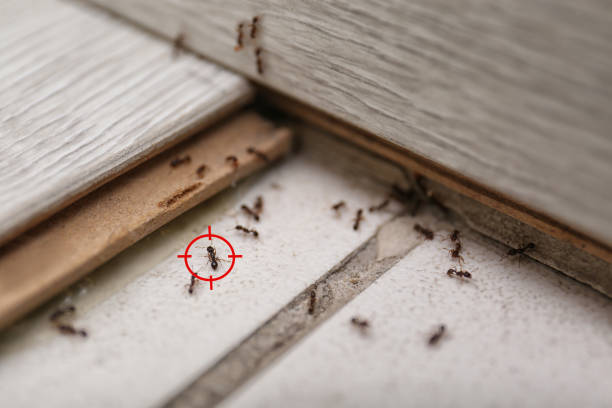 Best Flea Control Services  in Texas City, TX