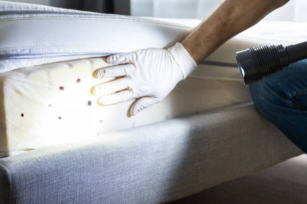 Best Bed Bug Extermination  in Texas City, TX