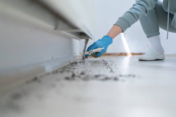 Reliable Texas City, TX Pest Control Solutions